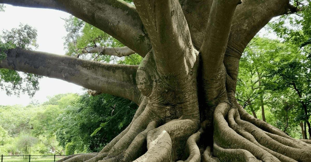 ROOTS Fellowship Foundation Funds Four Projects to Preserve Indigenous Spiritual Traditions in Colombia, Kenya, and Gabon
