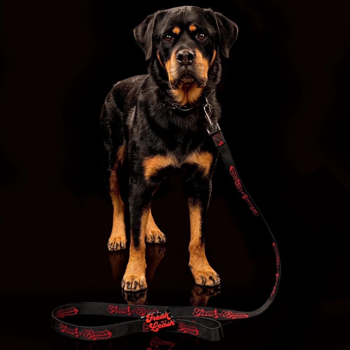 Freak On a Leash Elevates Spiked Dog Collars with Full-Grain Leather Construction