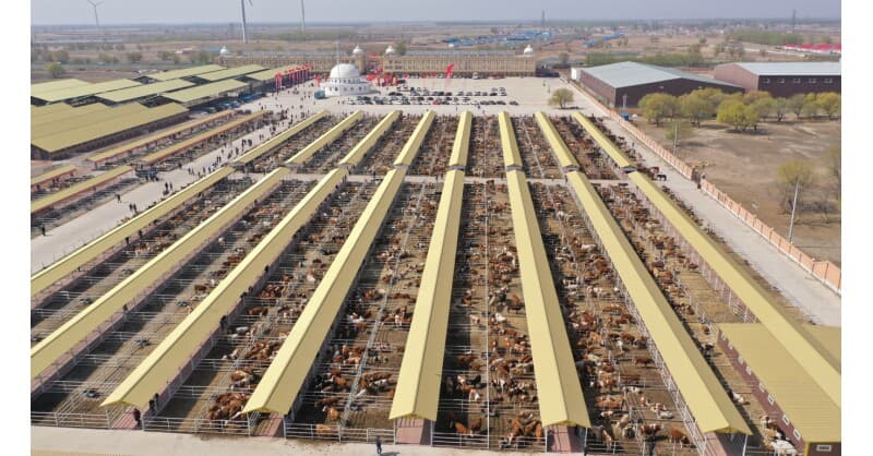 Hinggan League's Agricultural, Cultural and Tourism Consumption Carnival Opens in Beijing, Highlighting Beef and Rice Industry Advancements