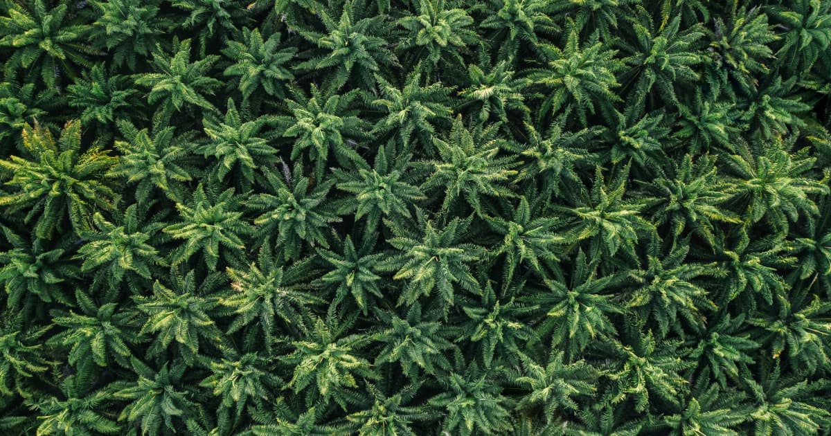 Private Label CBD Gummies Market to Reach $1.38 Billion by 2036 as Wellness Brands Outsource Production