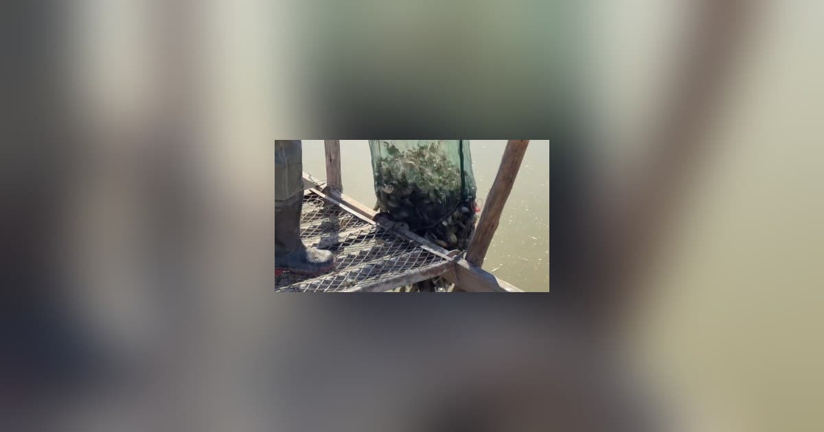 Juungar Banner: Building a "Reserve of Seed Crabs" on Saline-Alkali Flats