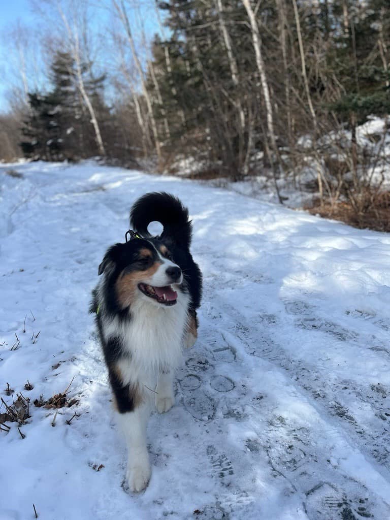 Canada's Canine Heroes: 2026 Purina Animal Hall of Fame Inductees Recognized for Life-Saving Acts
